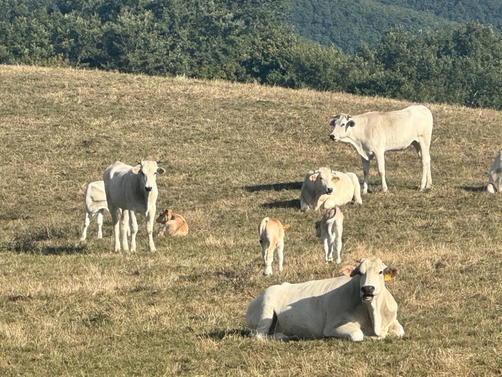 Weiße Chianina-Rinder mit hellbraunen Kälbern auf einer Sommerweide im Apennin